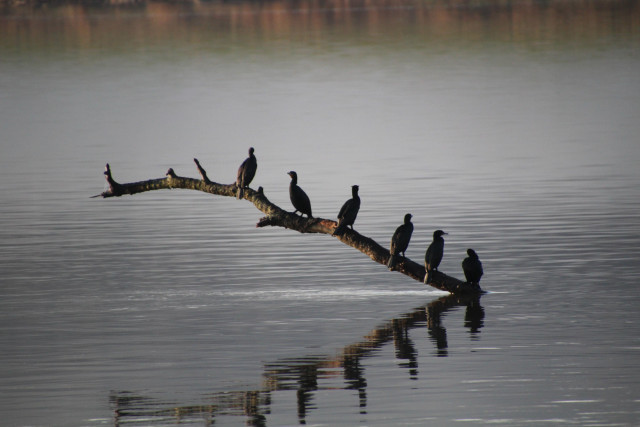 A long branch rises a few feet out of a foggy river. Six dark birds perched on the branch are reflected in the still water. 