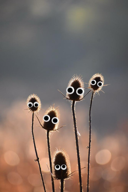 Original alt txt: Six Teasel seed heads are silhouetted by the morning sun which highlights their spiny edges. Intentionally blurry background of grayish-green trees at the top and cinnamon-hued dried marsh foliage at the bottom that has a sparkle effect from the sun’s angle.

My addition: They each now have a pair of googly eyes. I am a fool.