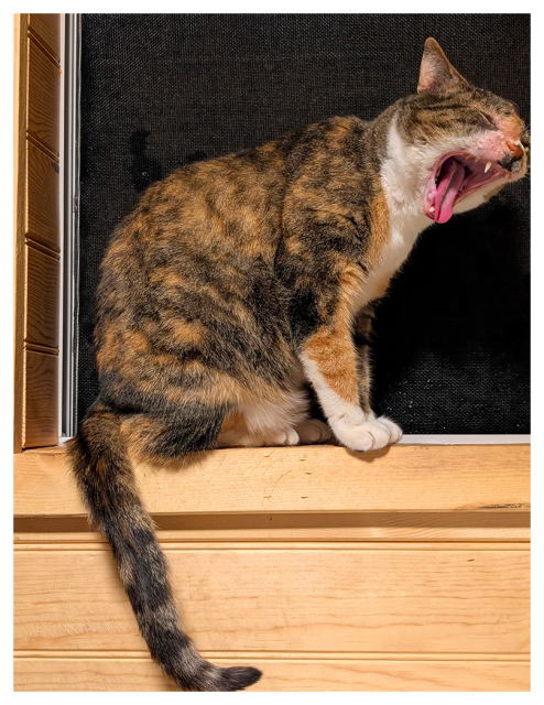 a calico cat with white markings sits on a wooden windowsill in front of a black screen, mid-yawn with its mouth wide open, eyes closed, and tongue curled. their tail hangs over the edge, 