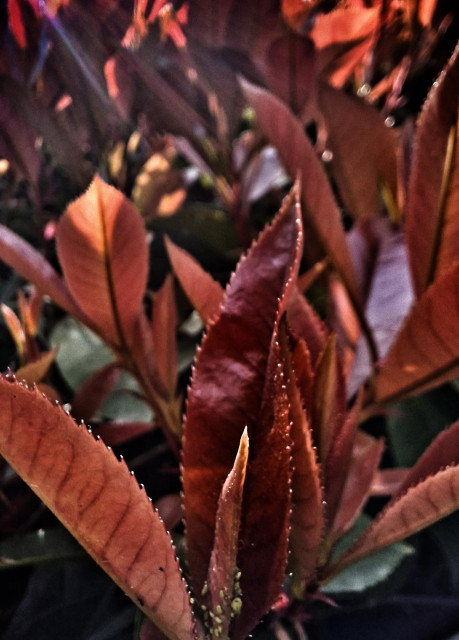 Rich, red leaves in the sunlight.