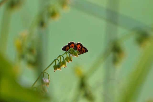A 'from underneath' view of a tiny annaphila moth, perched on some miner's lettuce flowers
