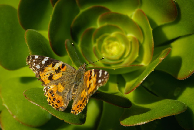 A painted lady butterfly, all orange black and brown checks, with white checks on the tips of its wings. It's sitting on a succulent