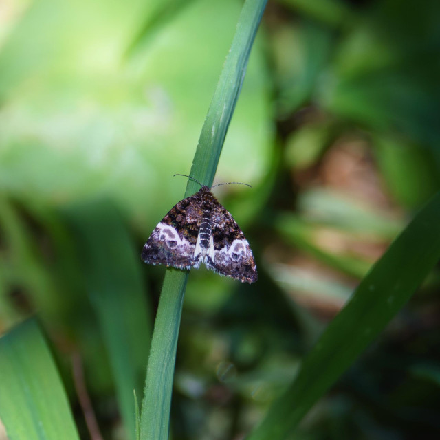 A tiny white annaphila moth, perched on a blade of grass
