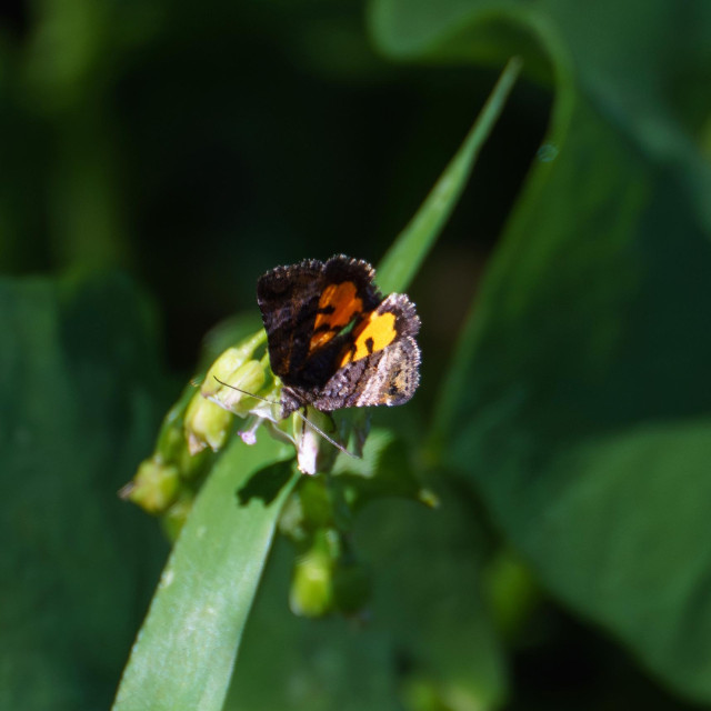 A tiny annaphila moth form above, perched on some miner's lettuce flowers
