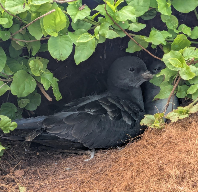A grayish bird mostly inside a burrow with some green leafs arrayed around the top. 