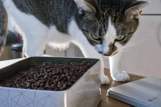 Kater Sammy steht neben einer offenen Bleckbüchse die bis zum Rand gefüllt ist mit Kaffeebohnen