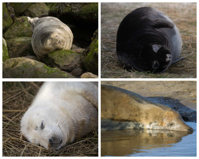 photo collage of 4 sleeping seals