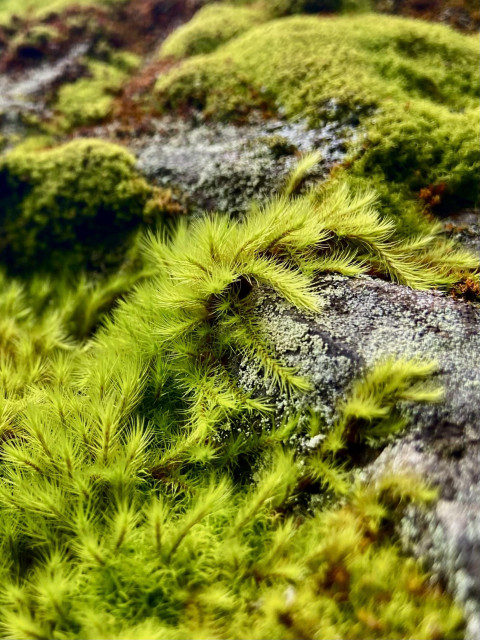 Fluffy hairy moss, with fine strands like hair, bright green in the sun, growing in the shape of a wave cresting over a rock. 