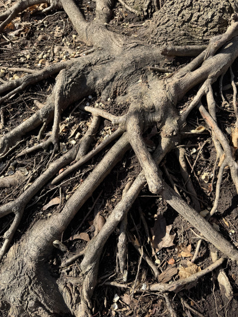 Closeup photo of tree roots poking up from the soil. They overlap each other in all sorts of different directions and are anything but orderly. 
