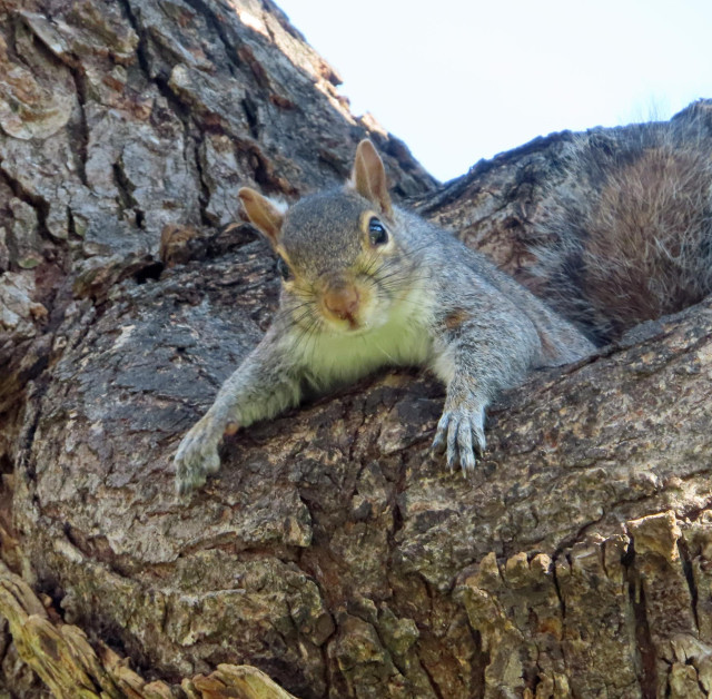 squirrel in tree hole, arms spread out 