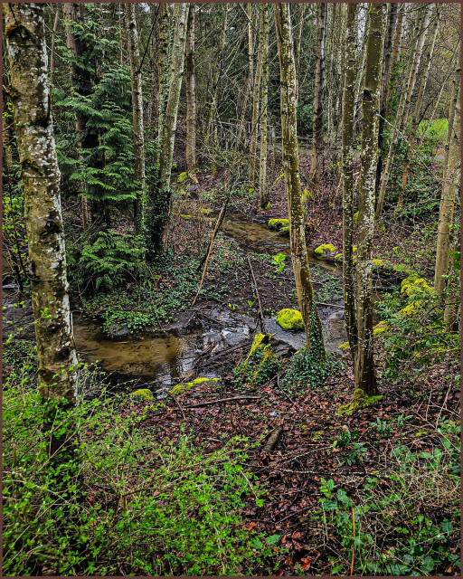Ravenna Creek meanders through the woods, with a curve bordered by mossy rocks. The moss is so bright it almost glows. The creek is very clear and shallow, so you can see the sandy bottom, which gives the water a light brown color. It reflects the sky and trees, like reflections in a glass of beer. The embankments are covered with last year's autumn leaves. Most of the trees are young cottonwoods (Populus trichocarpa), their mossy light gray trunks splotched with white lenticels. Emerging snowberry (Symphoricarpos albus) leaves make a light green haze in the undergrowth.