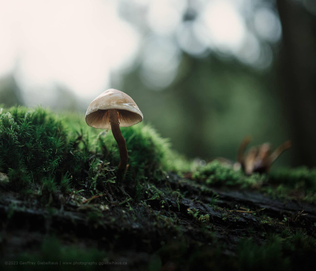 Little Bell (2023)

A close-up macro photograph of a small, pale mushroom growing from a moss-covered log on a forest floor, with a softly blurred woodland background. The delicate bell-shaped cap and slender dark stem are sharply rendered against the vivid green moss, creating a striking contrast in colour and texture. The low camera angle and shallow depth of field give the image an intimate, ground-level perspective that highlights the quiet detail of the forest understory.