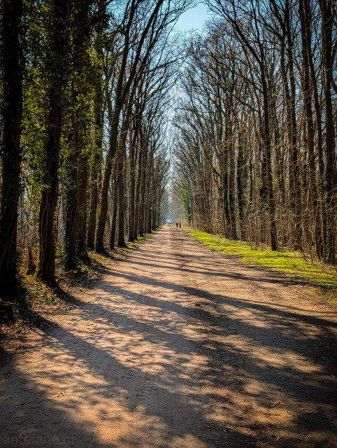 A wide, dirt and gravel trail dominates the center of the frame. It is heavily dappled with long, rhythmic shadows cast by the trees. 

The composition draws the eye toward a distant "vanishing point" where two small figures can be seen walking.