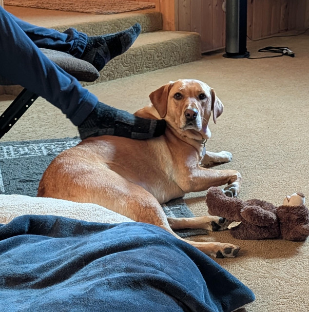 Golden lab gets a back rub from her pal's sock covered foot while he is lying on the floor with her brown bear toy. 