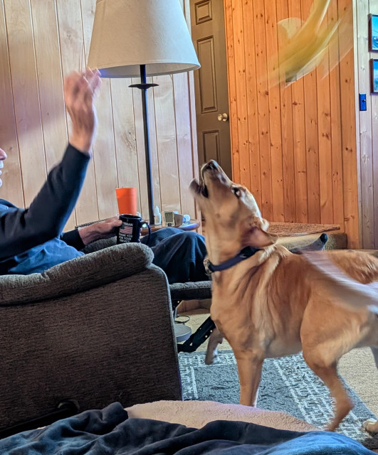Golden lab sees her toy chicken fly over her head after her pal tossed it from his chair. 