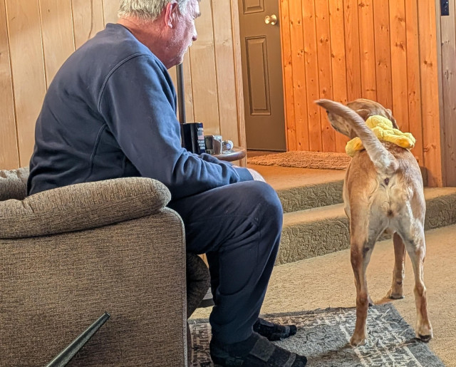 Golden lab is giving her yellow duck toy a ride on her back. 
