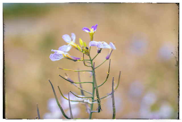 A picture of some kind of tiny purple flower on a plant that is mostly green branching stem that probably had a lot more flowers at some points in the recent past. The few flowers that remain on the top are delicate, like the wings of a crane fly. I think the plant needs some water.

Gosh that all sounds amazing 🙄 Just reading it makes me want to take more pictures. 

Unfortunately, my computer is dying so picture processing is iffy for the next couple of months. I just spent two days backing everything up in case things crash and burn permanently. The new computer will take 8 weeks to get here so fingers crossed everything stays okay between now and then.