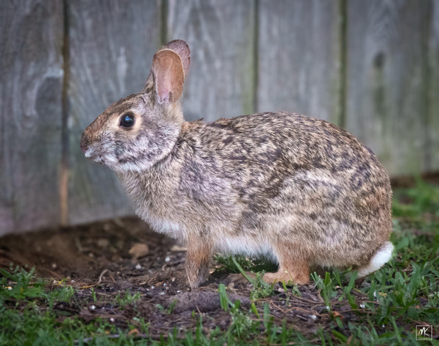 Color photo of a large swamp rabbit on the ground in front of a wooden fence.