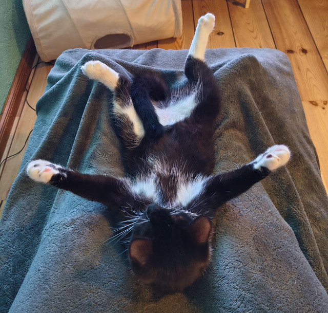 Lucy the tuxedo kitten laying between two feet covered with a grey blanket. She is on her back, spread eagled like baby Jesus in his manger, facing away from the camera where the light indicates the presence of the tv she is watching.