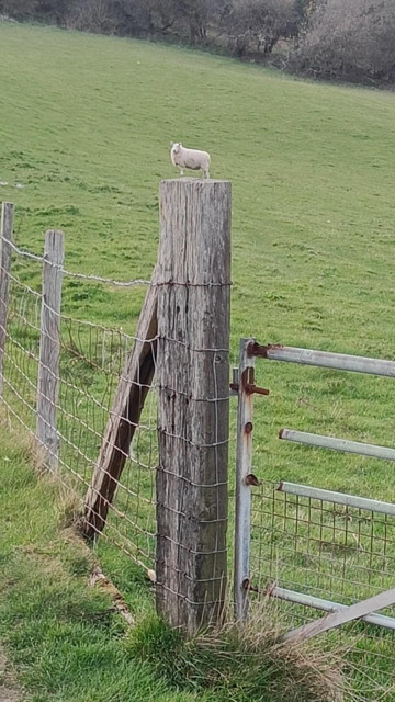 An apparently tiny sheep appears to be balancing on a wooden gatepost in the foreground.