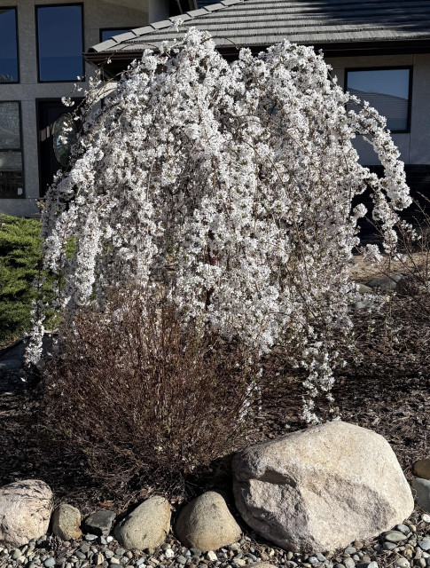 A weeping cherry tree in full bloom. 