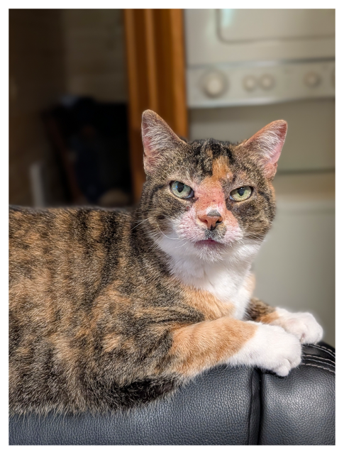 calico cat lies across the back of a black desk chair, gripping with their paws making eye contact. the background is a light-colored stacked washer and dryer and a dark room.