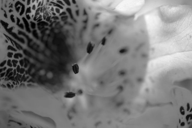 Close-up monochrome photo of the inside of a pale rhododendron flower. The bloom glows with warm light, with the patterned petals in focus around the edges. The centre is blurry; only one of the dark anthers at the end of long white stamens is in focus.