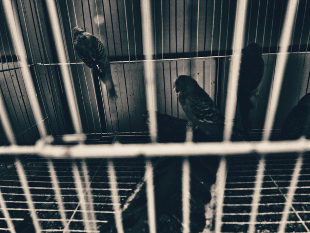 Birds in a cage turning away from the camera