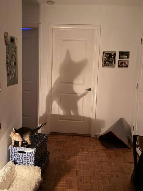 a cat standing in front of the light, casting a large powerful shadow across the room, ready to take over the world, like they do every day
