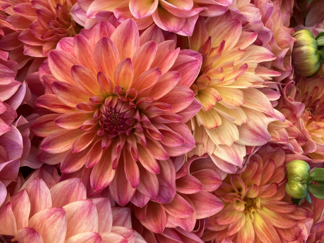 Dalia blooms: petals with a creamy yellow bases and lots of rosy pink extending from the tips inward. 