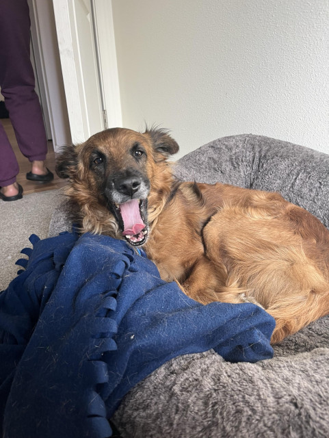 Piko the brown dog yawning, his tongue curled up