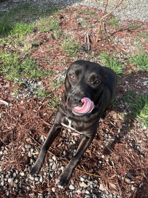 Nova the black dog licking her nose