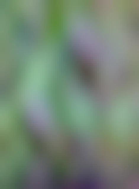 Closeup of two chocolate lily blossoms alongside a trail. They are a deep, brownish purple with faint green spots and stripes. They are bell-shaped, hanging downwards from a curved stem with long, slender, green leaves. There is some small green vegetation as the background. Trail: Neil Havlik Way in the Irish Hills, San Luis Obispo, California 