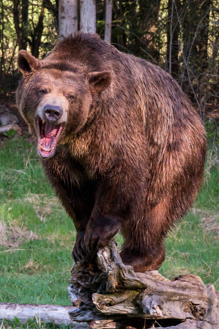 A large brown bear is standing on a log, with its mouth open in a roar. The background features lush green grass and trees.