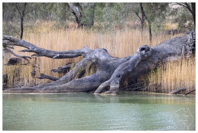 A close up view of a massive, fallen eucalyptus trunk resting on a riverbank. The silver grey bark is deeply textured with swirling grain patterns.  The trunk is partially submerged in the pale green water and is framed by a dense wall of dry, tan coloured reeds. The focus is sharp on the intricate details of the wood, showing the strength and age of the timber.