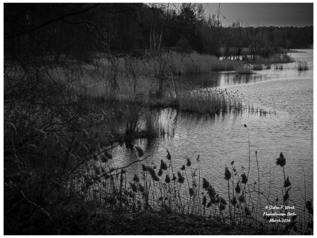 Artistic photography of lake Flughafenseen in Berlin, 22 March 2026, © Stefan F. Wirth

Freshwater lakes interact with global warming in a complex and sometimes contradictory way, binding CO2 in their sediments but also releasing CO2 and methane through decomposition processes. They also warm up faster than their surroundings. On the other hand, the ecological conditions of the surrounding area are important for how "climate-friendly" a lake is. Berlin's Flughafensee (Airport Lake) lies in the middle of a forest (Jungfernheide Forest) and is partially protected by fences as a bird sanctuary. Therefore, an almost untouched shoreline vegetation thrives there, including marshy areas and reedbeds.