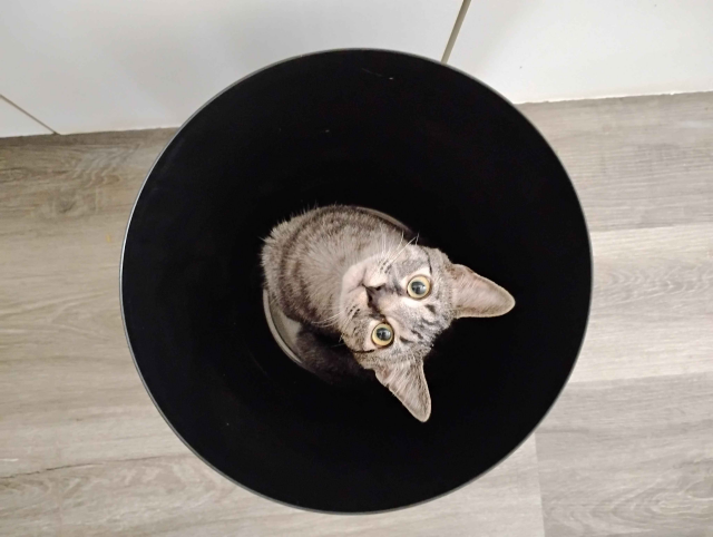 A photo of Totoro [kitten] sitting inside of a black trashbin. He is looking straight up at the viewer. It looks like he's looking at you from the void.