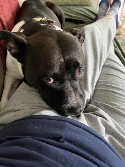 A black and white Pitbull dog is resting her head on my left leg. We're lying on a sofa. I'm wearing gray sweatpants and a navy blue t-shirt. The dog has her eyes open wide and is nearly looking at the camera.