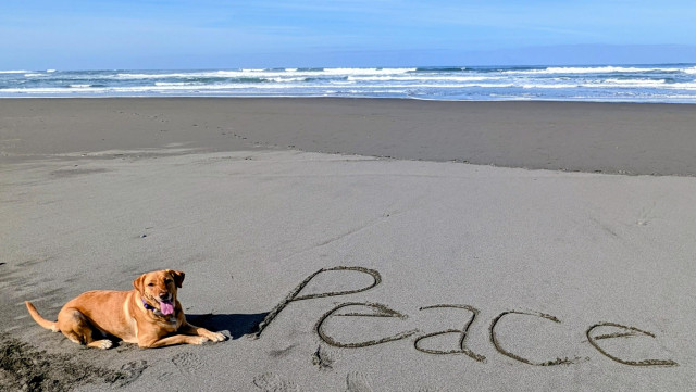 Golden lab sends out a message of peace as written in the sand. Summer says thank you for your attention to this matter.