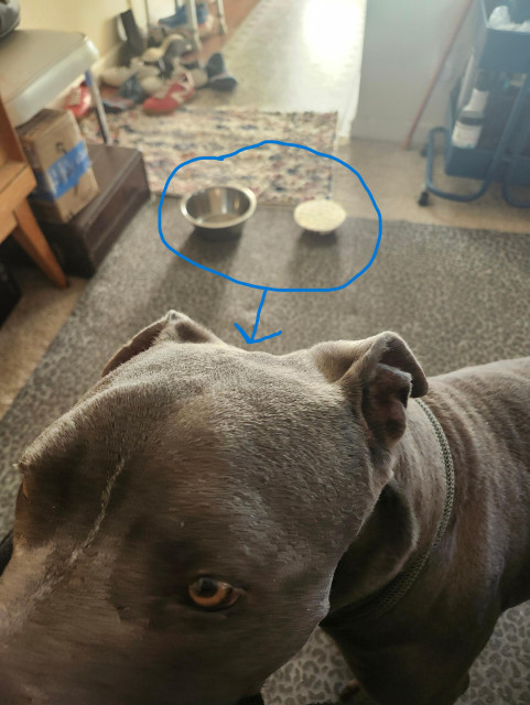 Close up of a big blue nose pitbull's face resting on his Dog Mama's knee. His amber eyes are locked on her. His bowl and the slow feeding insert are visible behind him on the floor where he dropped them for her to see.