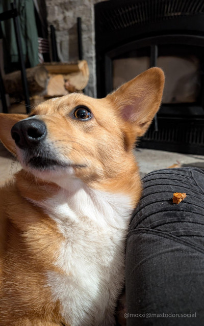 Moxxi the corgi is next to a human leg wearing black jeans. On the leg is a small treat. Moxxi is dramatically looking up and away from the treat because she was told to leave it.