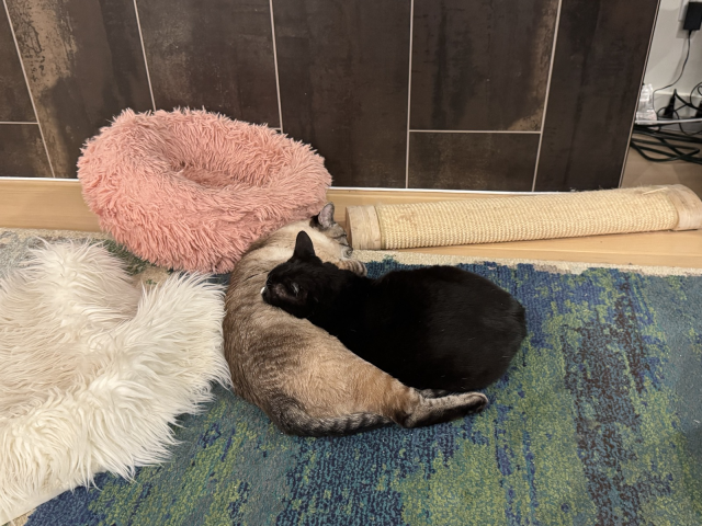 Pixel, a tuxedo cat, curled up on top of Max, a tabby Siamese cat on the living room floor. They are both ignoring the cat bed and scratching pad behind them.