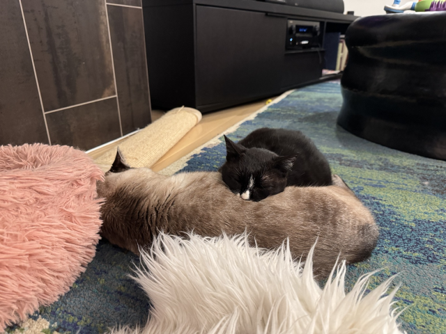 another angle of the same scene, showing Pixel face-planted into Max's side, looking very sleepy