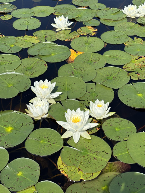 Water lilies, but a photo by me instead of a painting by Monet.