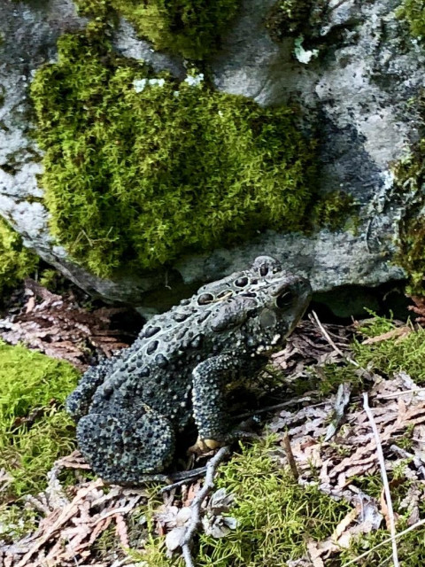 A toad blending in with moss covered limestone behind. 