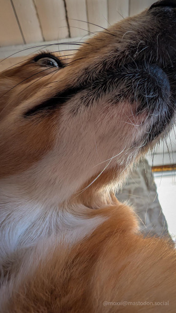 A photo from below with Moxxi the corgi very close to the camera. Her chin takes up most of the frame because she's this close to my face. I'm just trying to relax, man