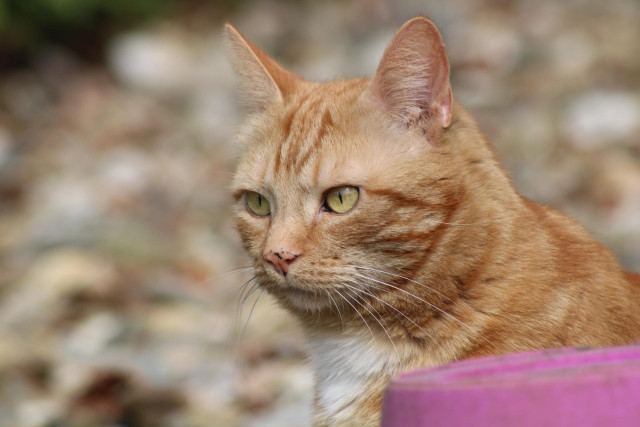 George in the garden