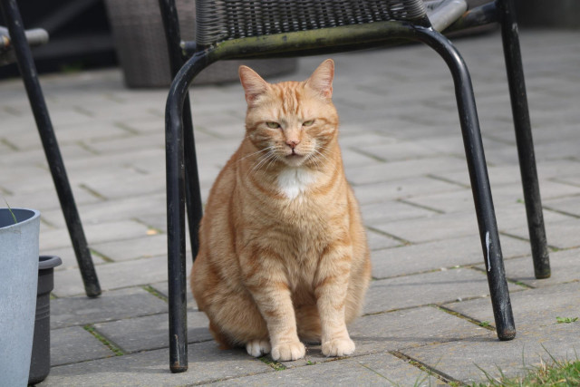George in the garden in the tiles