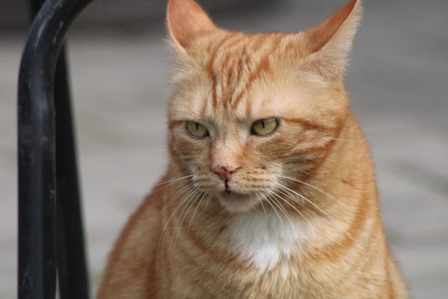 George the cat outside