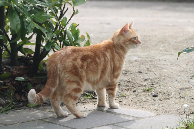 Washy looking out in the garden